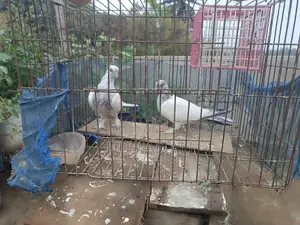 Running and baby pigeons for sale