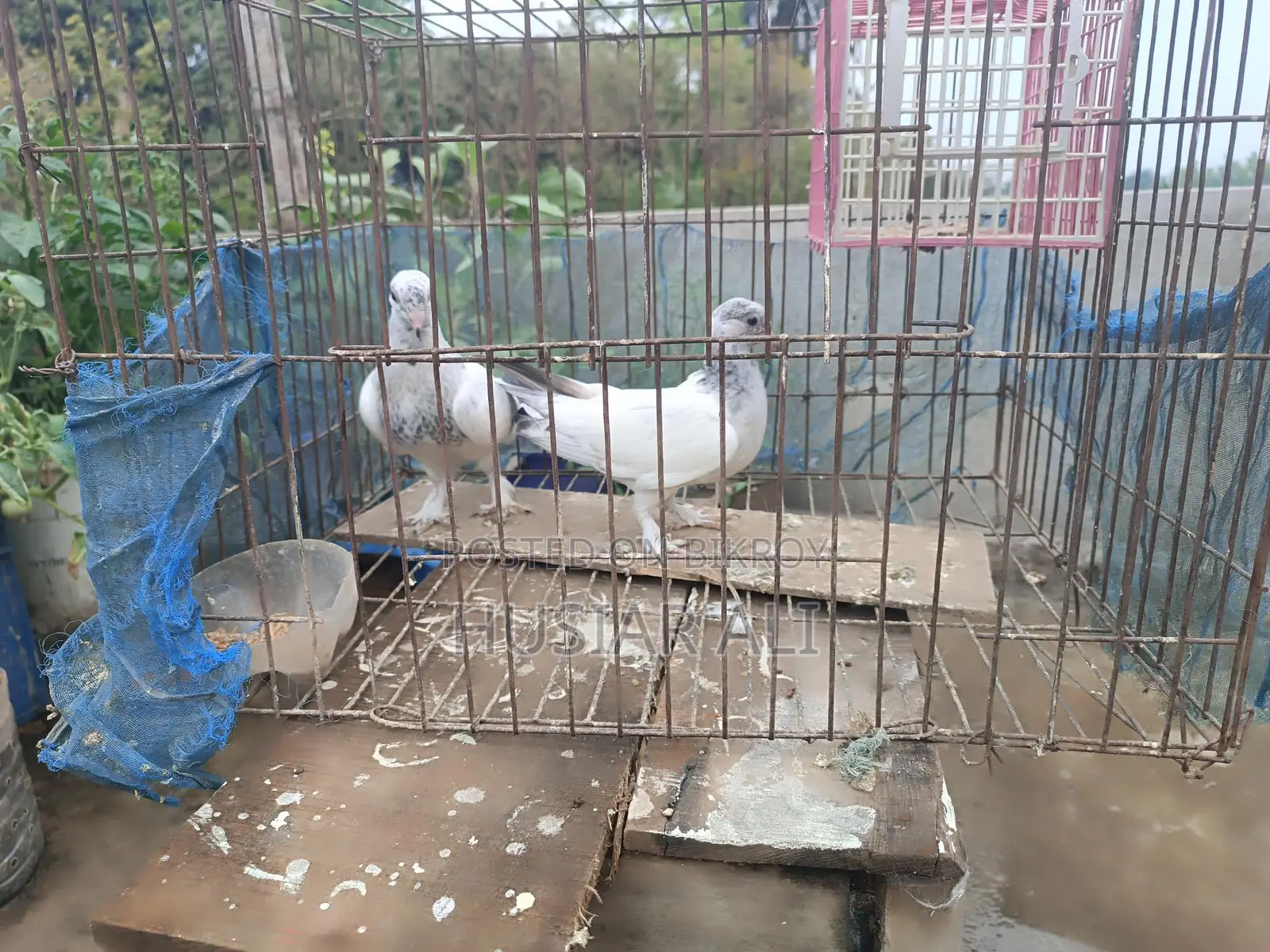 Running and baby pigeons for sale