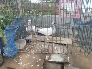 রানিং ও বাচ্চা কবুতর বিক্রি হবে