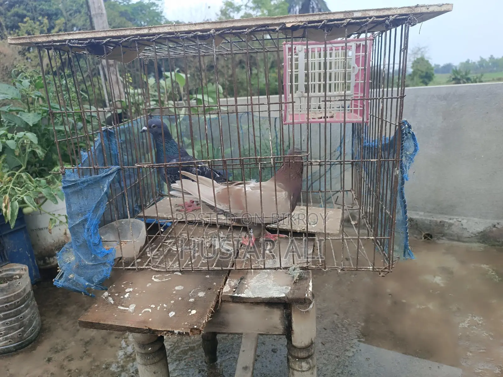 Running and baby pigeons for sale