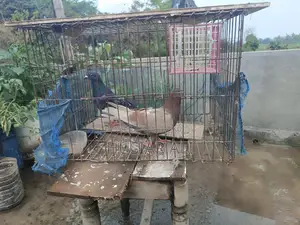 Running and baby pigeons for sale