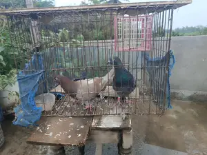 Running and baby pigeons for sale