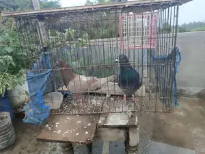 Running and baby pigeons for sale