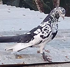 Tiger Male Pigeon