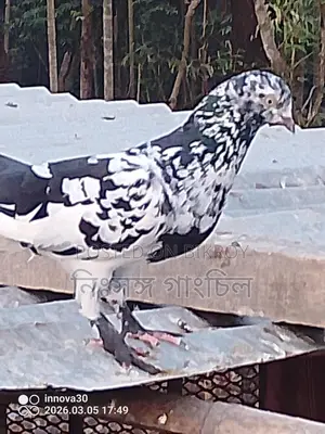 Tiger Male Pigeon