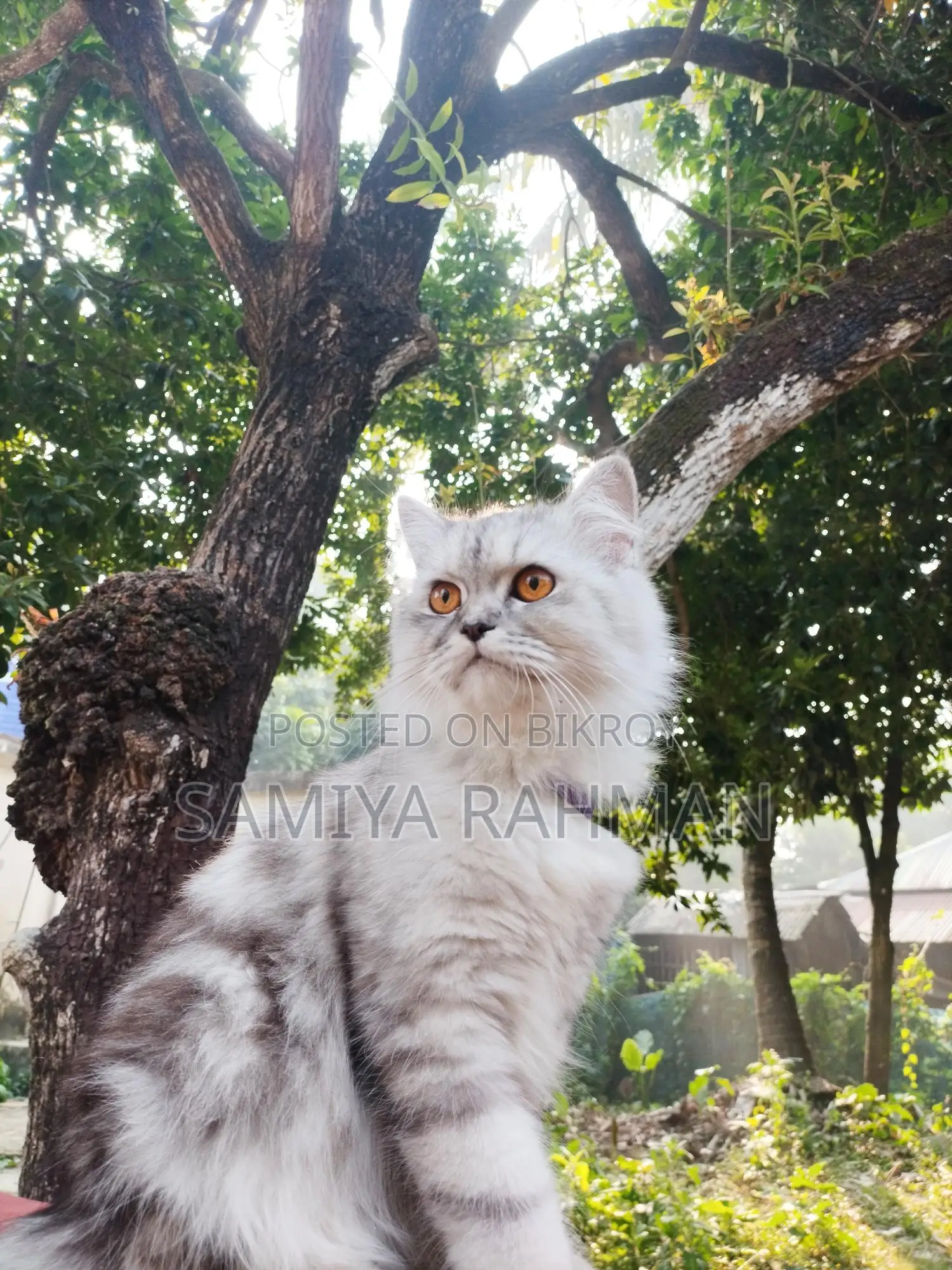 Female Triple Coat Persian