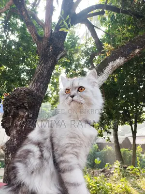 Female Triple Coat Persian
