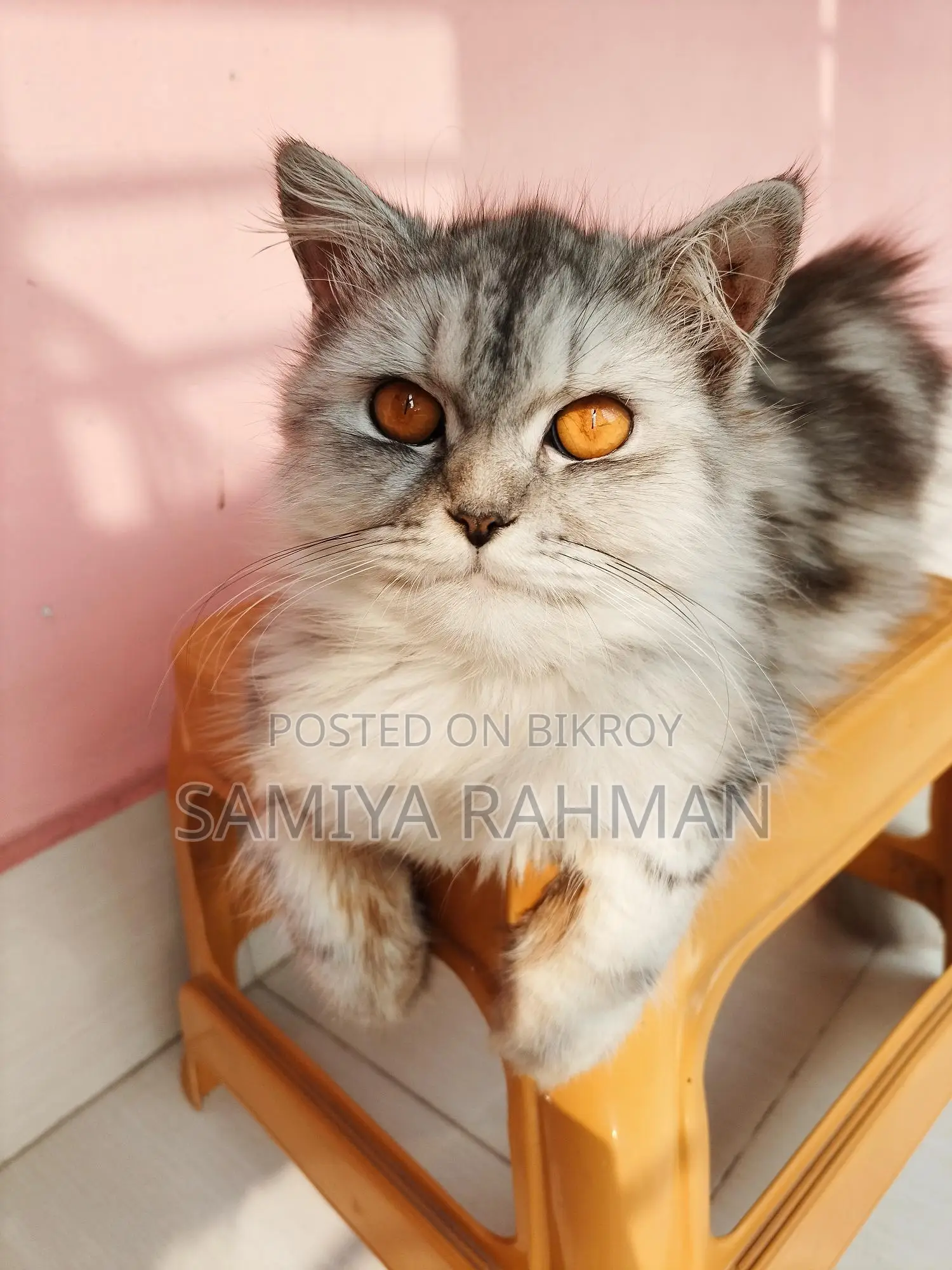 Female Triple Coat Persian