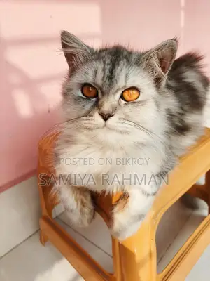 Female Triple Coat Persian