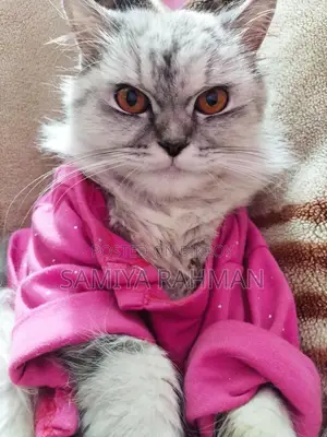 Female Triple Coat Persian