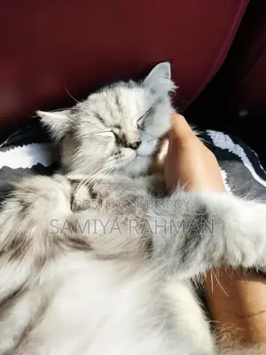 Female Triple Coat Persian