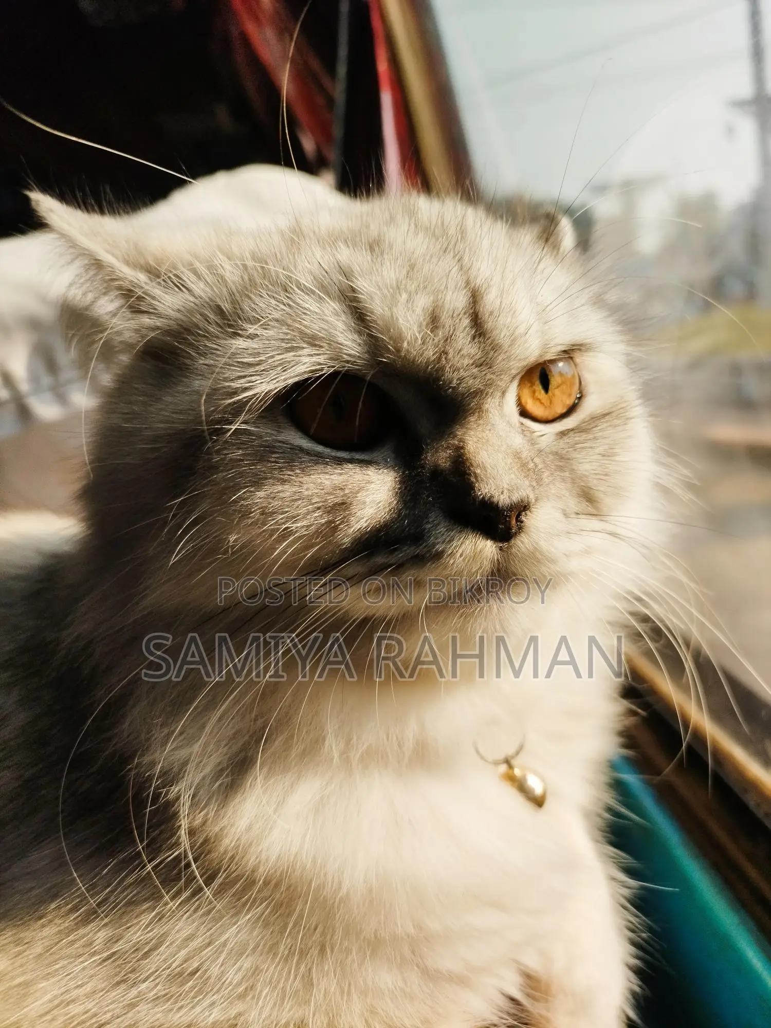 Female Triple Coat Persian
