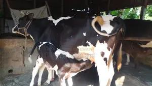 ৯১১ নং গাভী বিক্রয় হবে ভালো জাতের ।