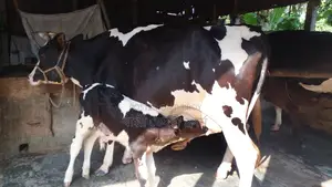 911 No. High-Quality Cow for Sale