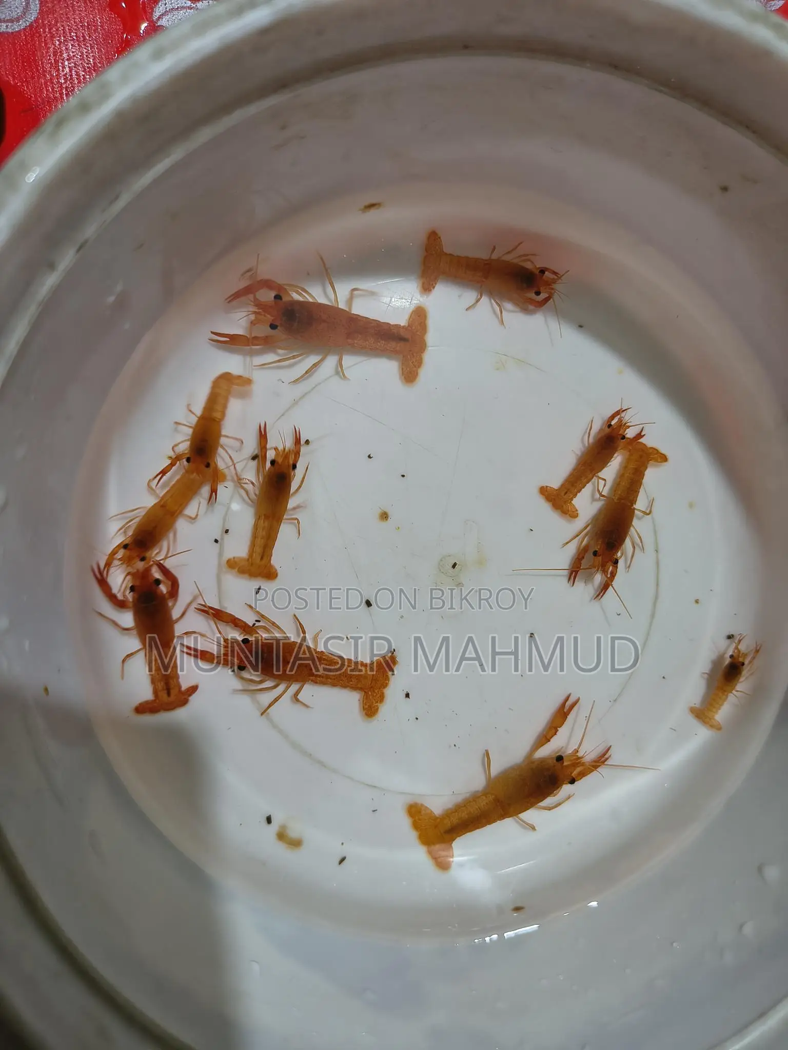 Red Crayfish Baby And Blue Polar Parrot For Sale.