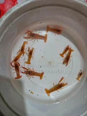 Red Crayfish Baby And Blue Polar Parrot For Sale.