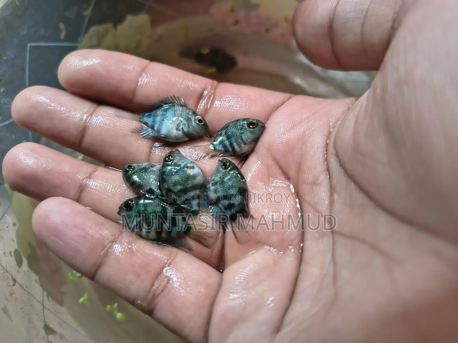 Red Crayfish Baby And Blue Polar Parrot For Sale.