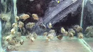 Red Crayfish Baby And Blue Polar Parrot For Sale.