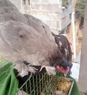 Brahma Chicken