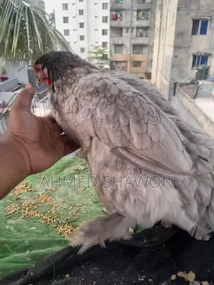 Brahma Chicken