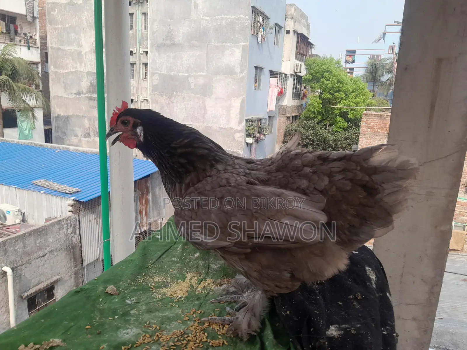 Brahma Chicken