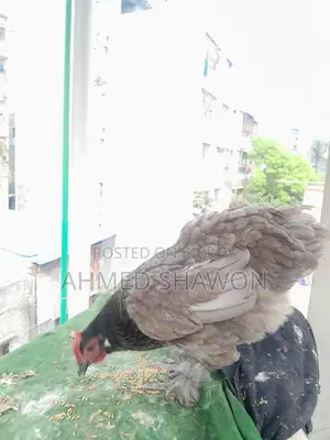 Brahma Chicken