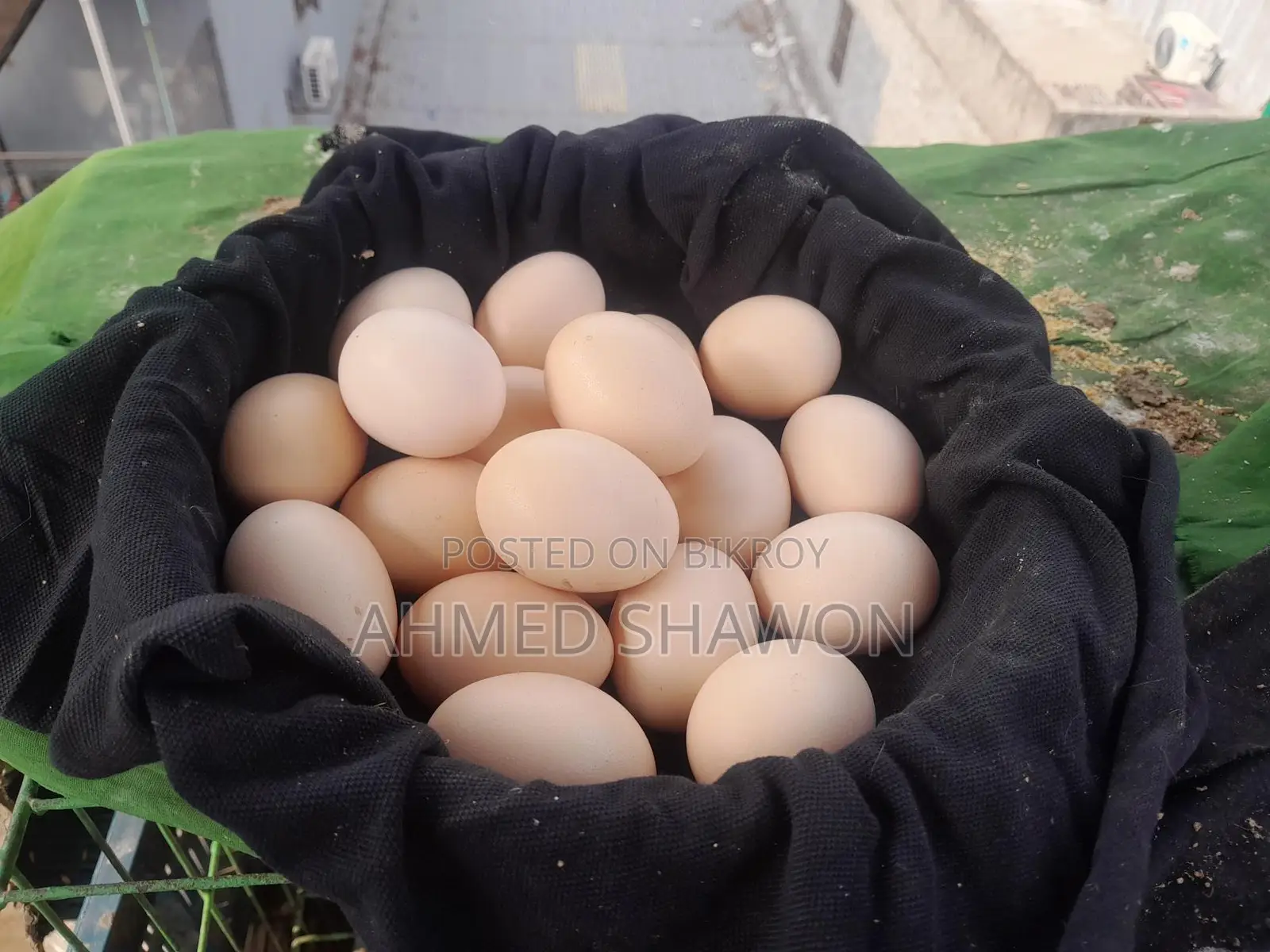 Brahma Chicken