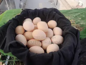 Brahma Chicken