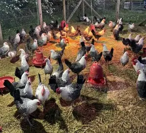 রানিং ডিম পারা ফাউমি মুরগী বিক্রি