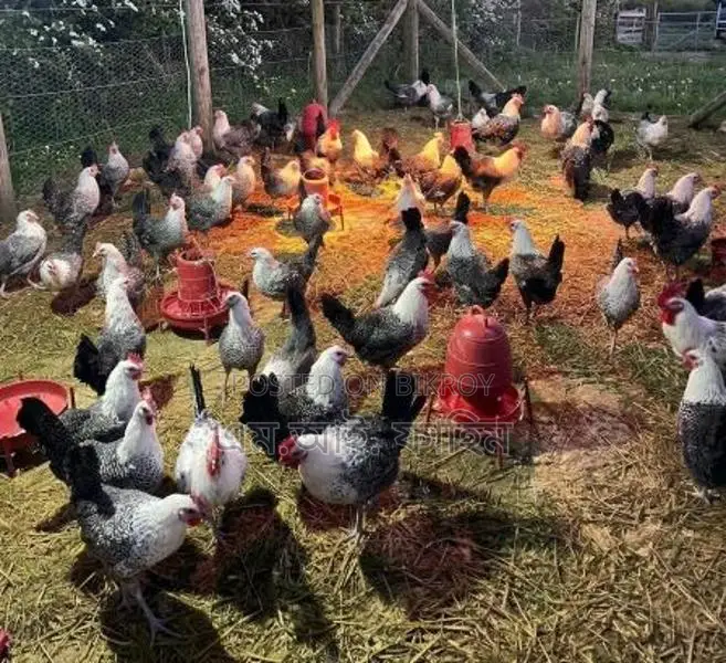 Fayoumi Hens Laying Eggs for Sale