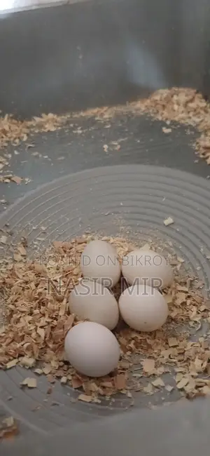 রানিং ককাটেল ২ পেয়ার
