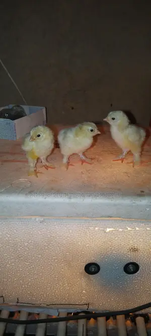 কলম্বিয়ান লাইট ব্রাহমা মুরগির বাচ্চা