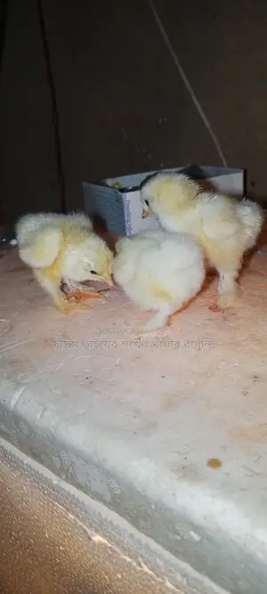 কলম্বিয়ান লাইট ব্রাহমা মুরগির বাচ্চা