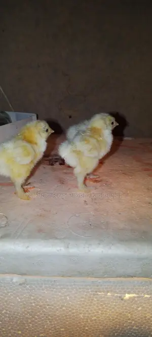 কলম্বিয়ান লাইট ব্রাহমা মুরগির বাচ্চা