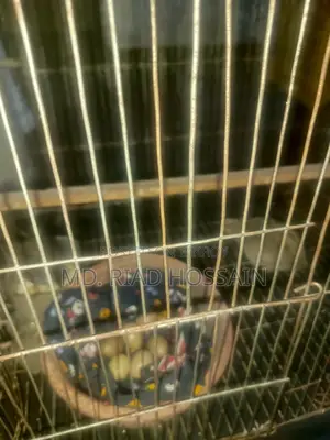Quail Eggs for Sale