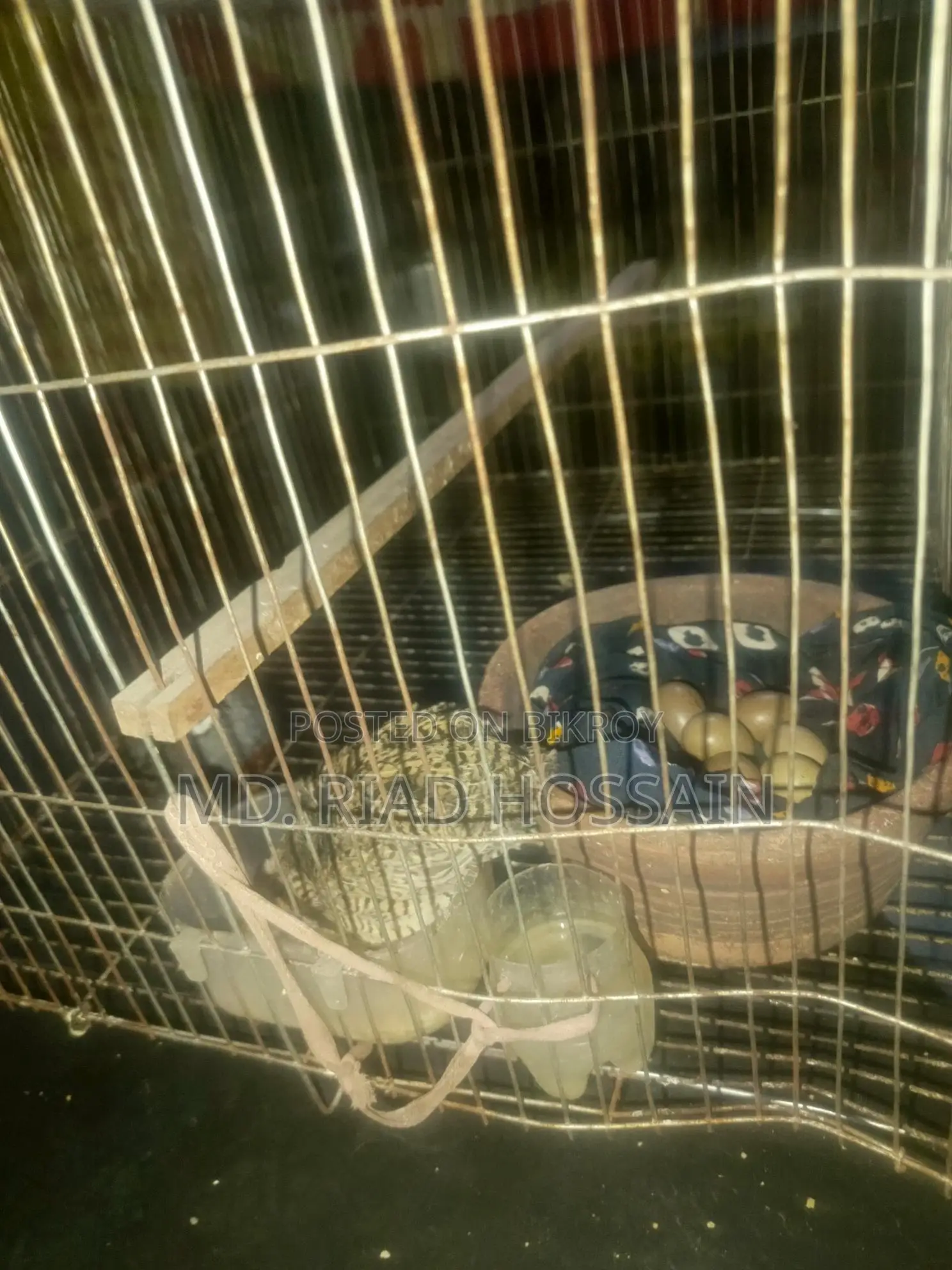 Quail Eggs for Sale