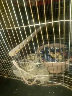 Quail Eggs for Sale