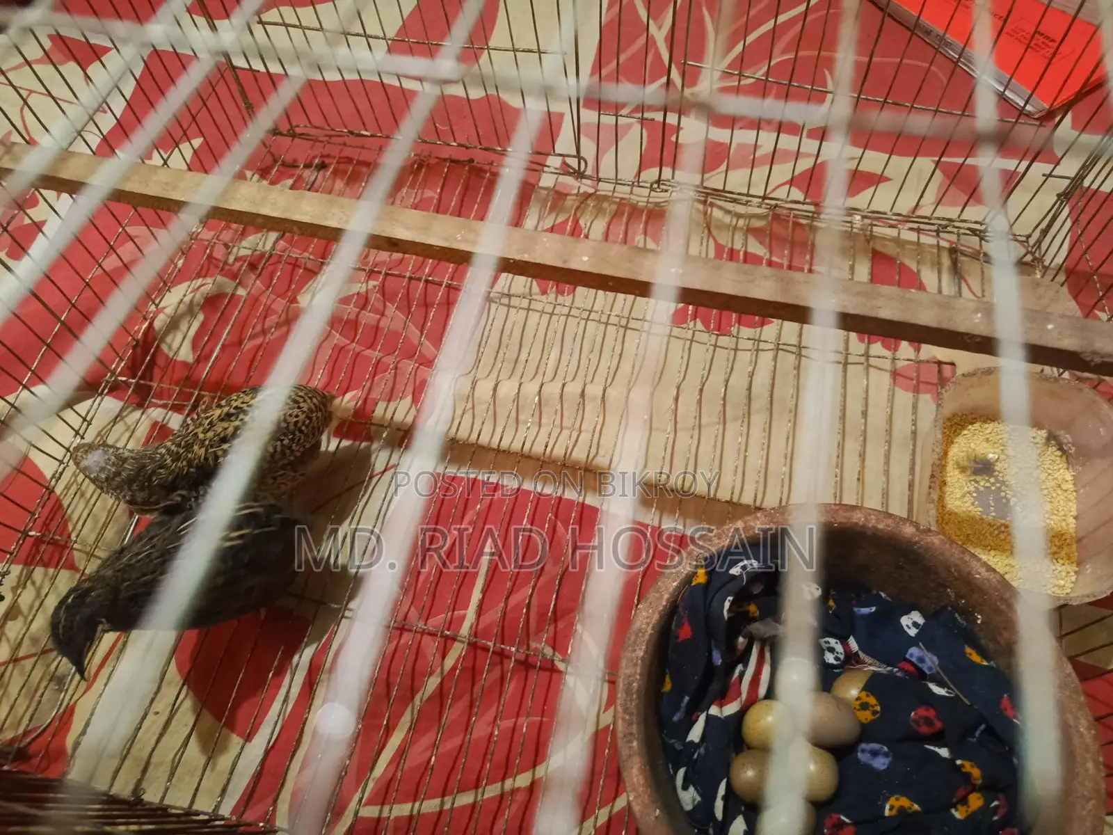 Quail Eggs for Sale