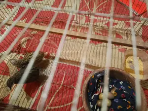 Quail Eggs for Sale