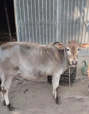 Local Bull Calf for Sale