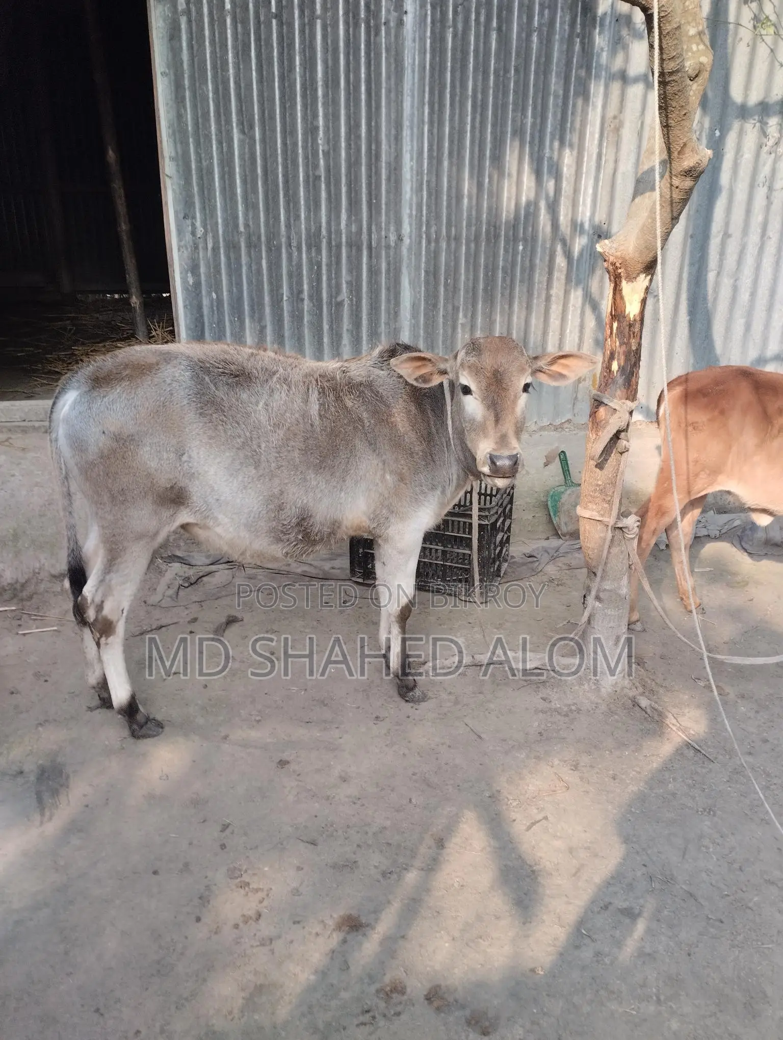Local Bull Calf for Sale