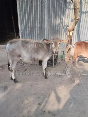 Local Bull Calf for Sale