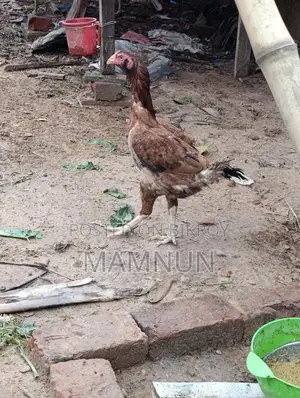 Available: Whistling Duck Eggs