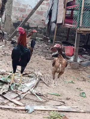 Available: Whistling Duck Eggs