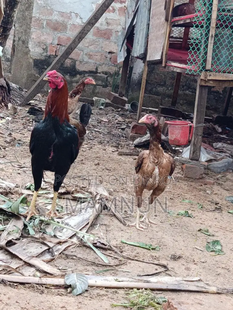 Available: Whistling Duck Eggs