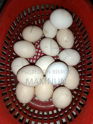 Available: Whistling Duck Eggs