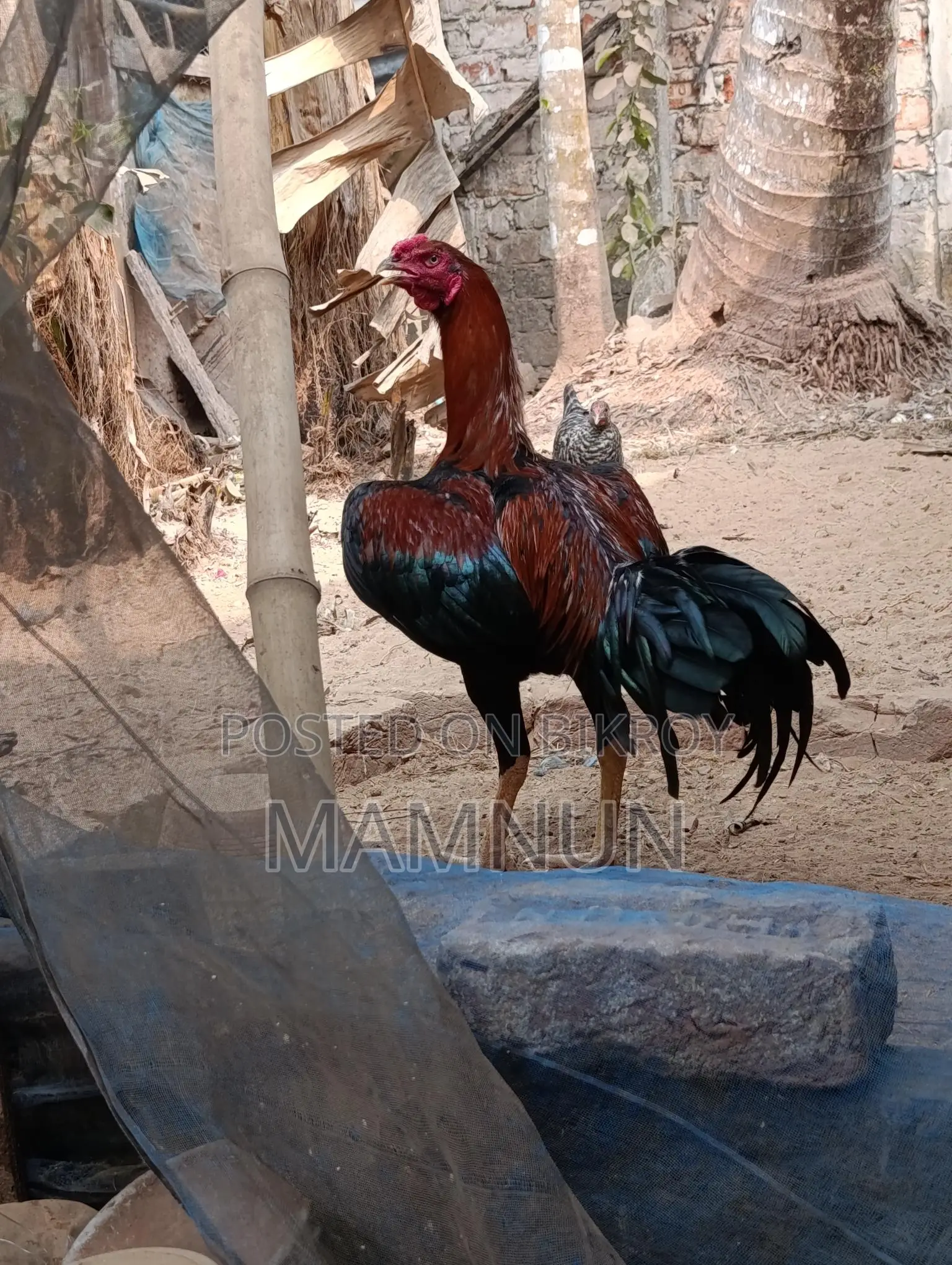 Available: Whistling Duck Eggs