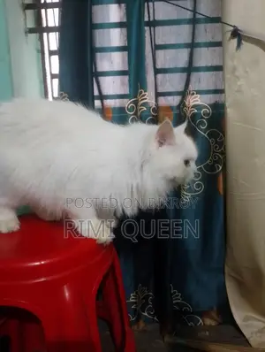 15 Persian cats for sale