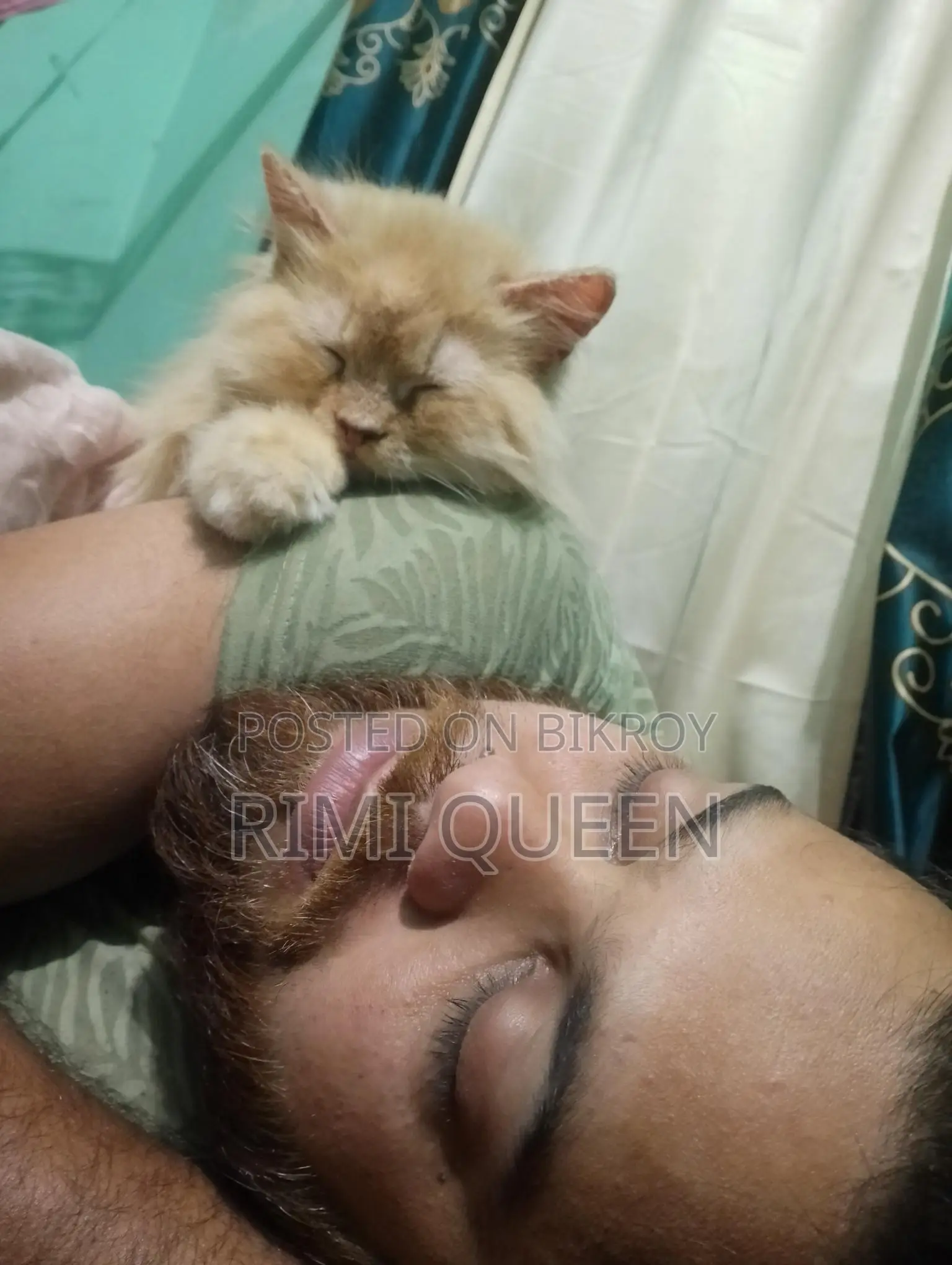 15 Persian cats for sale