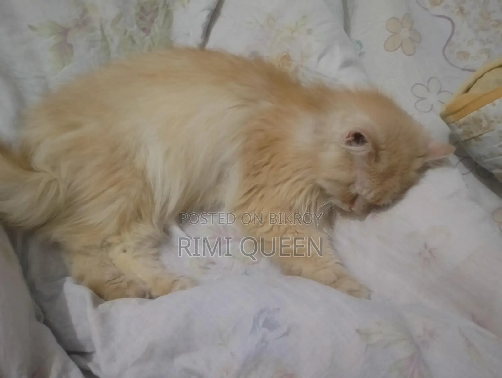 15 Persian cats for sale
